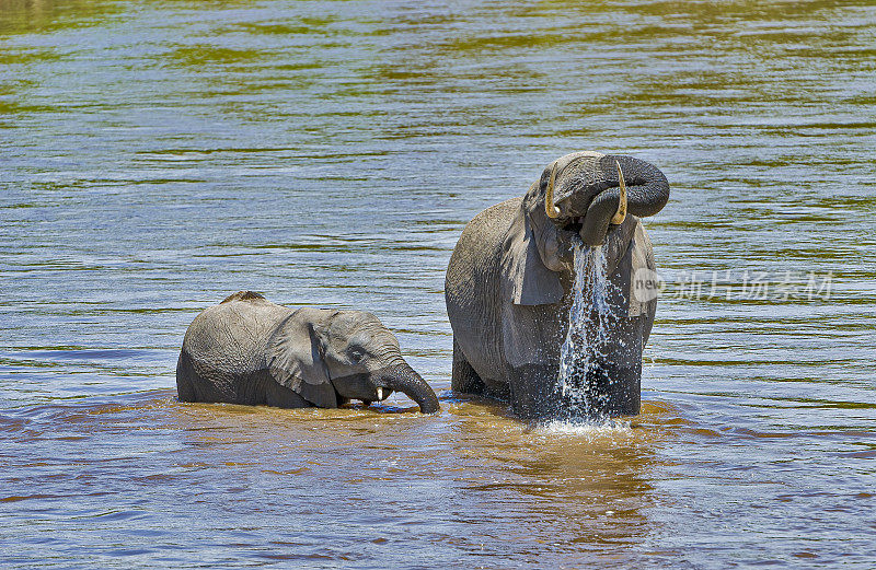 非洲丛林象(Loxodonta africana)，也被称为非洲草原象。肯尼亚马赛马拉国家保护区。在马拉河洗澡喝酒。